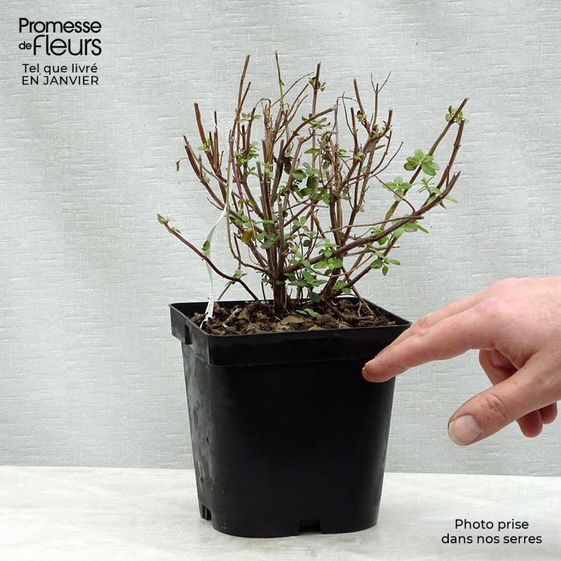 Exemplar von Salvia microphylla grahamii Topf mit 2L/3L wie im Winter geliefert