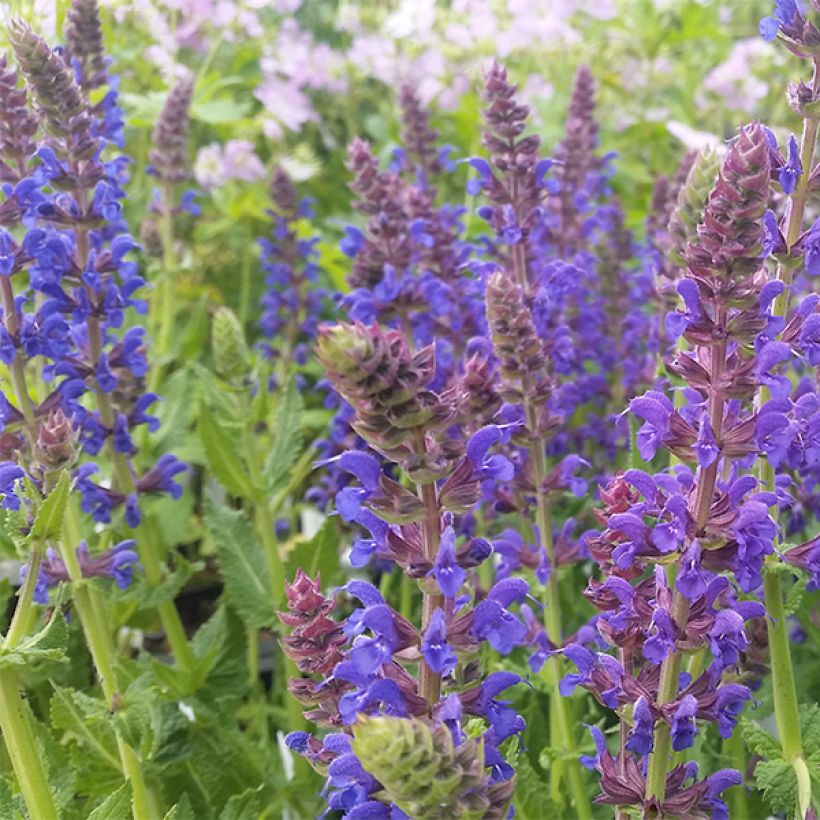 Salvia nemorosa April Night - Steppen-Salbei (Flowering)