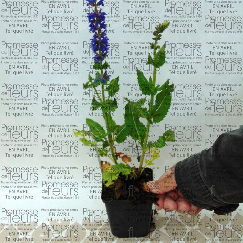 Example of Salvia nemorosa April Night - Steppen-Salbei Kleine Töpfe von 8/9 cm as you get