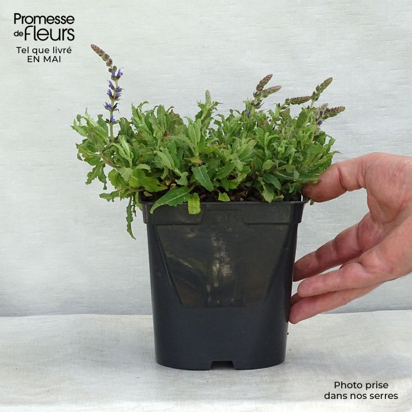 Exemplar von Salvia nemorosa Blauhügel - Steppen-Salbei Kleine Töpfe von 8/9 cm wie im Frühjahr geliefert