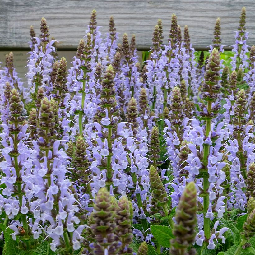 Salvia nemorosa Bumblesky - Steppen-Salbei (Flowering)
