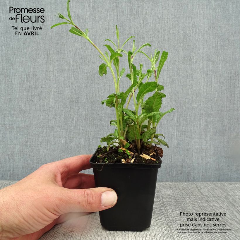 Exemplar von Salvia nemorosa Caradonna Compact - Steppen-Salbei Kleine Töpfe von 8/9 cm wie im Frühjahr geliefert