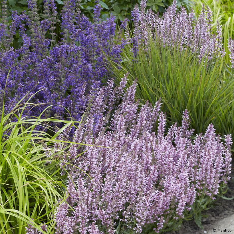 Salvia nemorosa Feathers Flamingo - Steppen-Salbei (Plant habit)