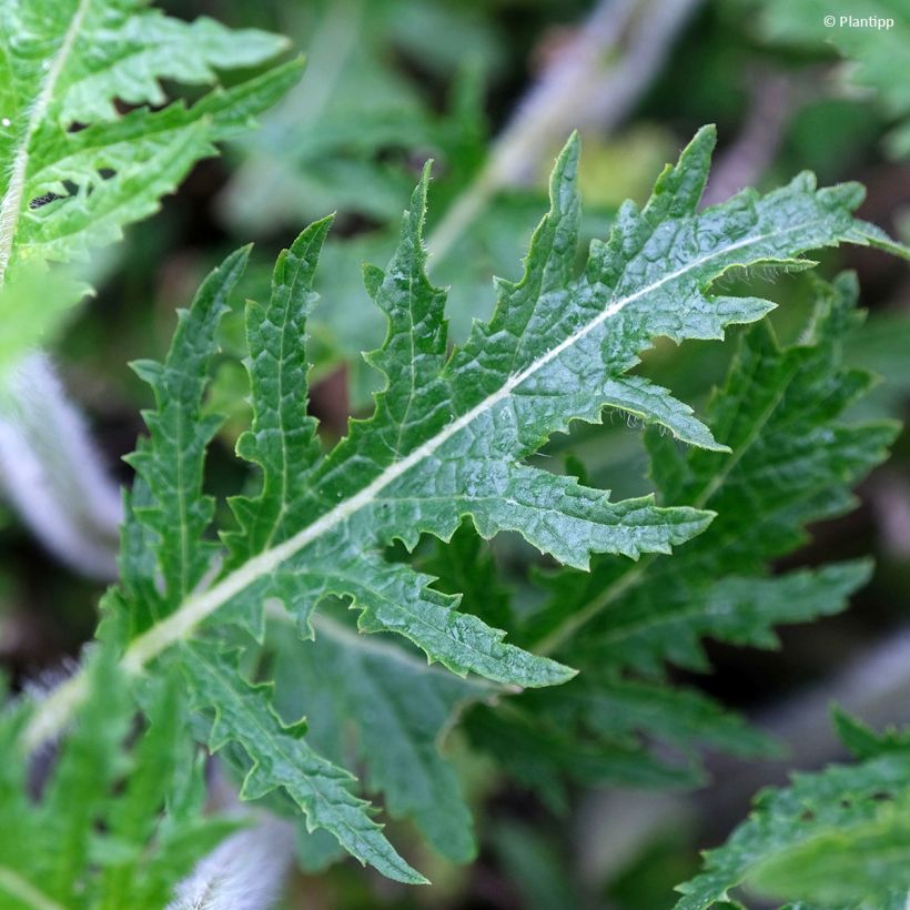 Salvia Feathers Peacock - Guarani-Salbei (Foliage)