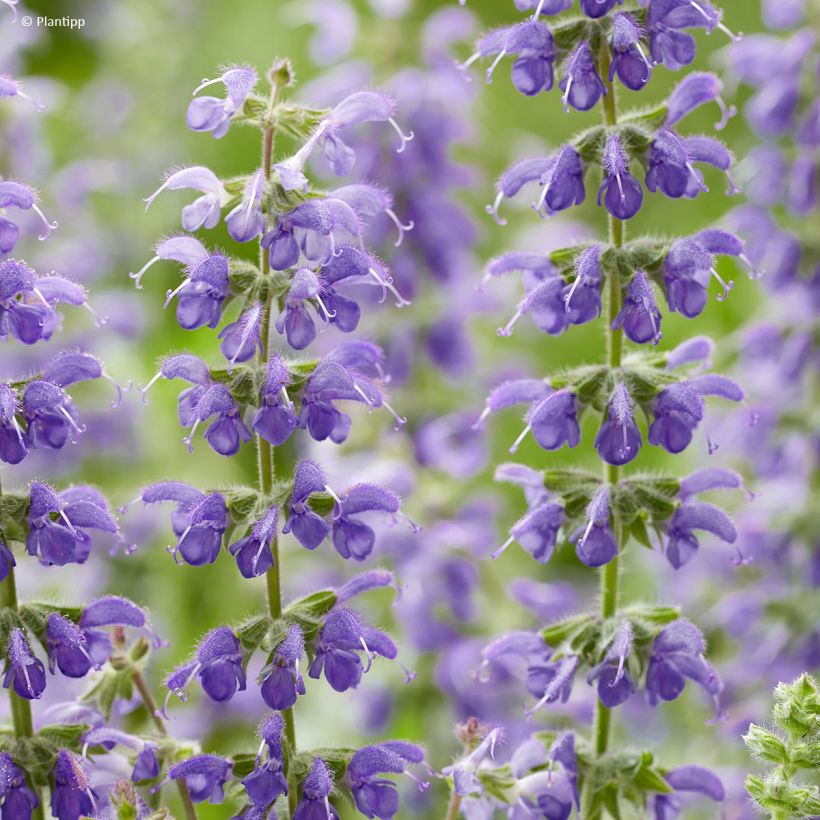 Salvia Feathers Peacock - Guarani-Salbei (Flowering)