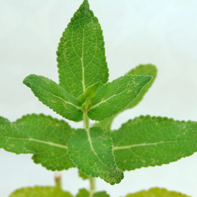 Salvia nemorosa Lubecca - Steppen-Salbei (Foliage)