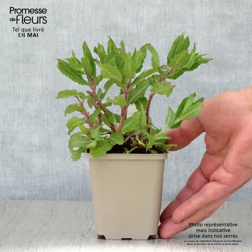 Exemplar von Salvia nemorosa Lubecca - Steppen-Salbei Kleine Töpfe von 8/9 cm wie im Frühjahr geliefert