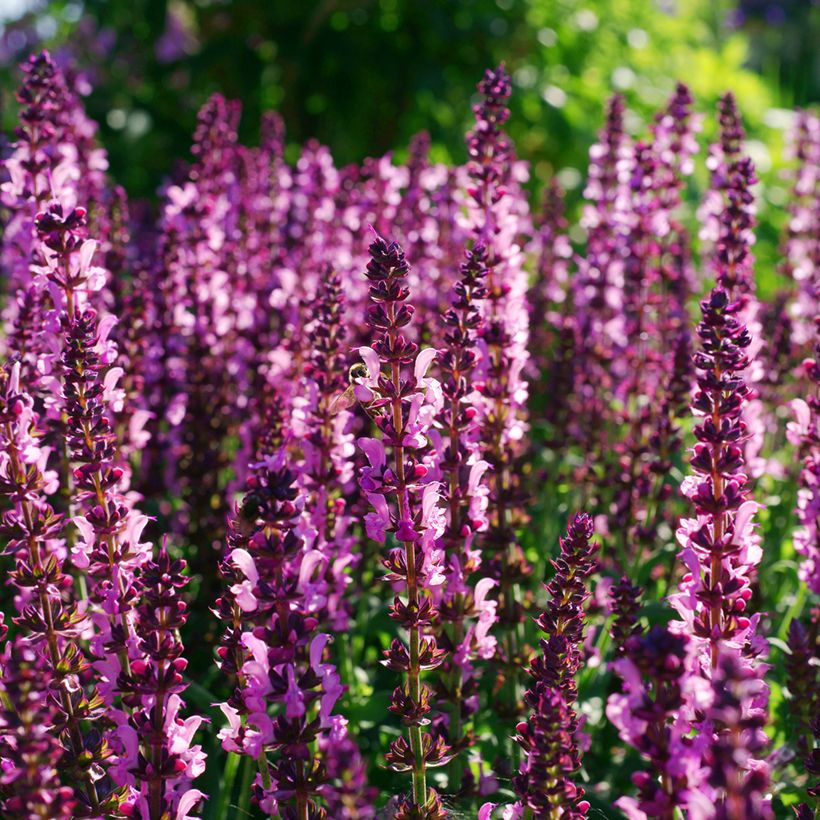 Salvia sylvestris Lyrical Rose - Steppen-Salbei (Flowering)