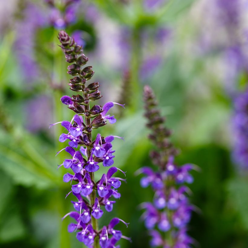 Salvia nemorosa Mainacht - Steppen-Salbei (Flowering)