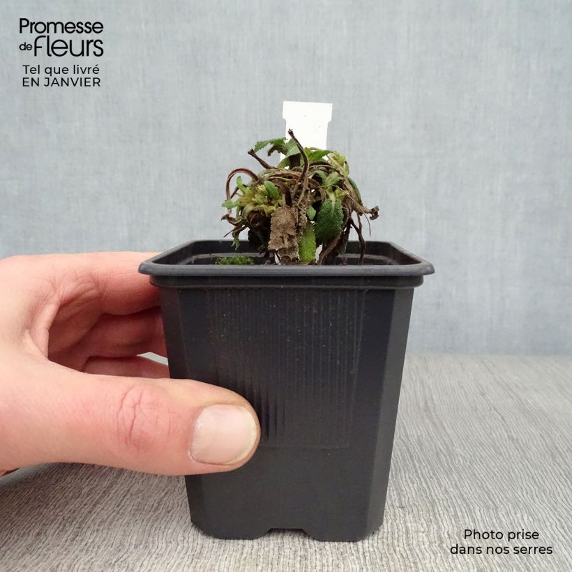 Exemplar von Salvia nemorosa Mainacht - Steppen-Salbei Kleine Töpfe von 8/9 cm wie im Winter geliefert