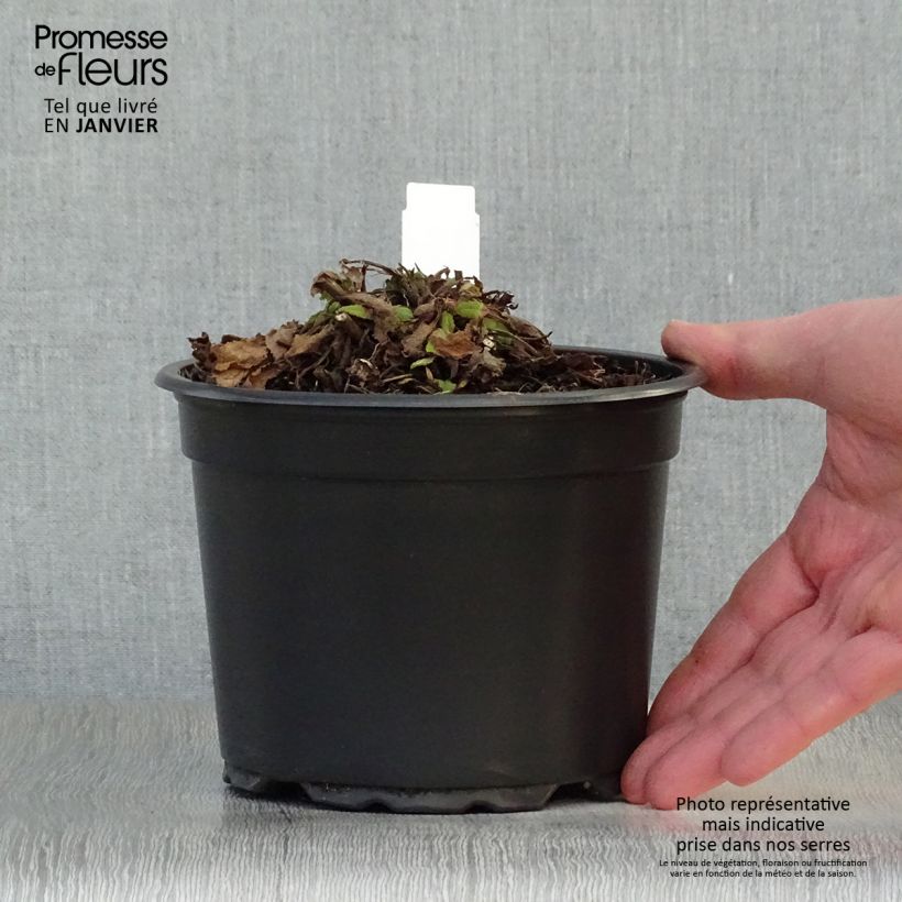 Exemplar von Salvia nemorosa Mainacht - Steppen-Salbei Topf mit 2L/3L wie im Winter geliefert