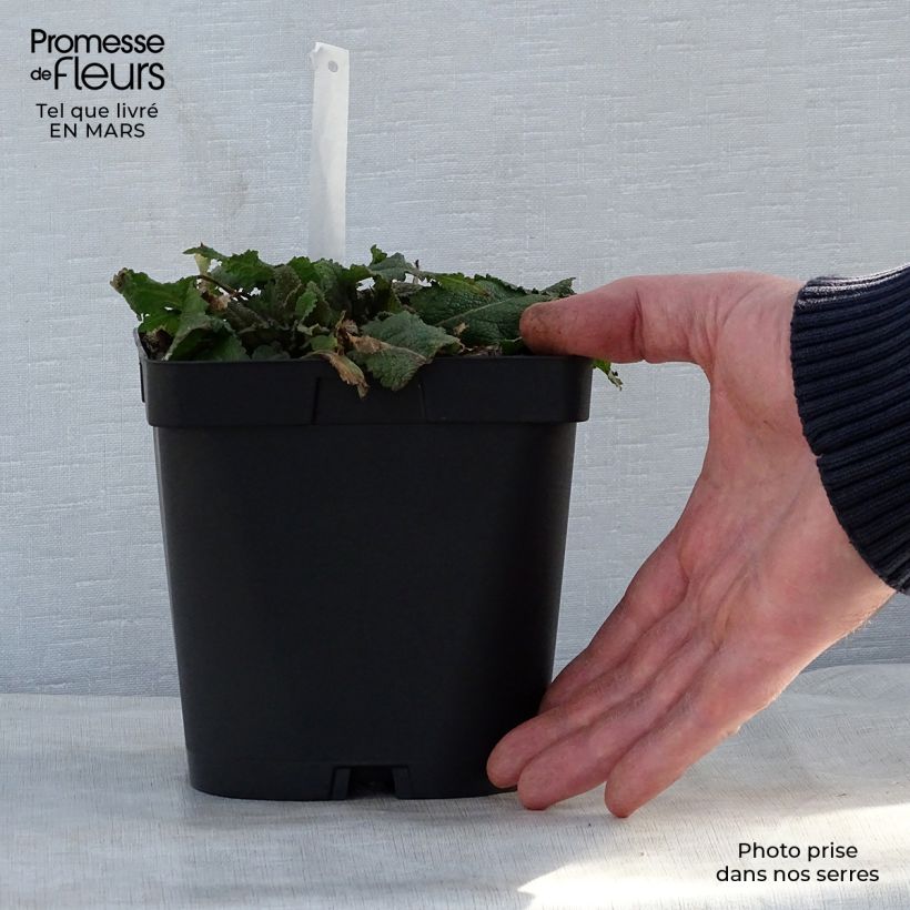 Exemplar von Salvia nemorosa Mainacht - Steppen-Salbei Topf mit 2L/3L wie im Frühjahr geliefert