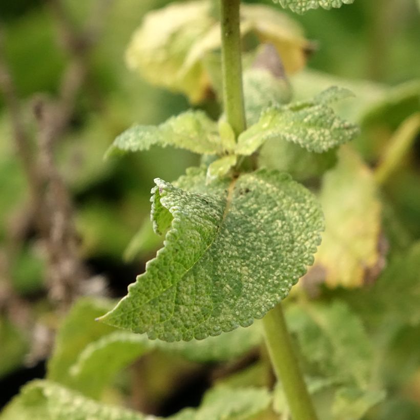 Salvia nemorosa Marcus - Steppen-Salbei (Foliage)