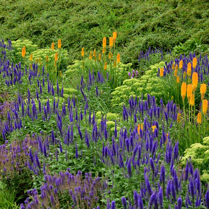 Salvia nemorosa Ostfriesland - Steppen-Salbei (Plant habit)