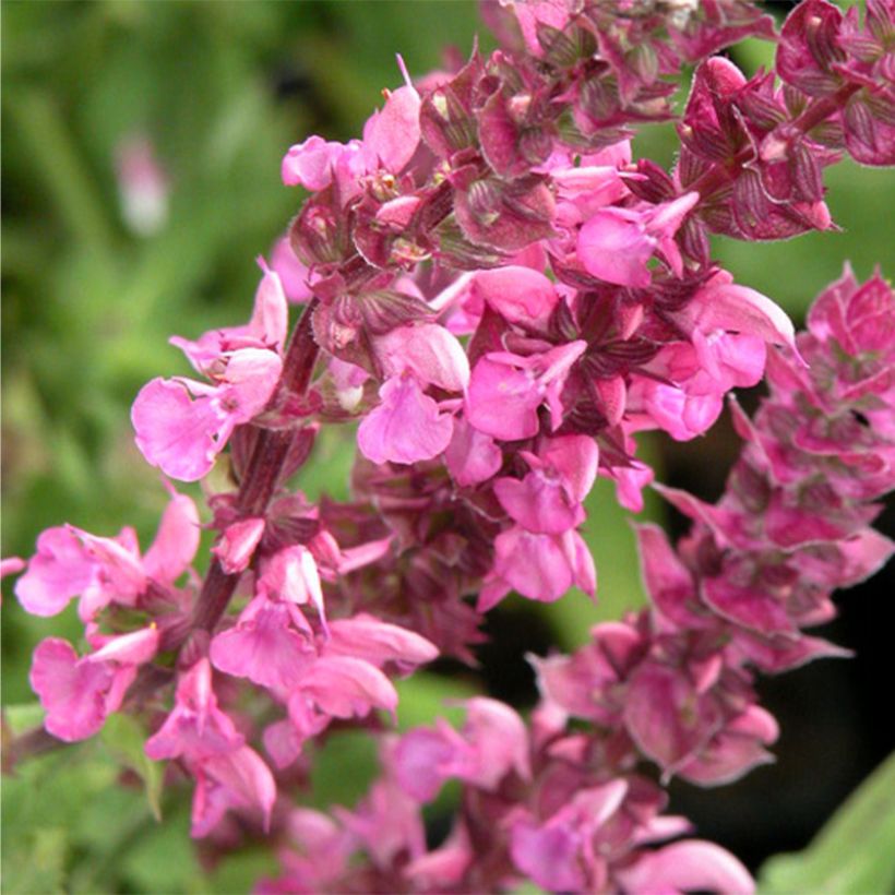 Salvia nemorosa Rose Queen - Steppen-Salbei (Flowering)
