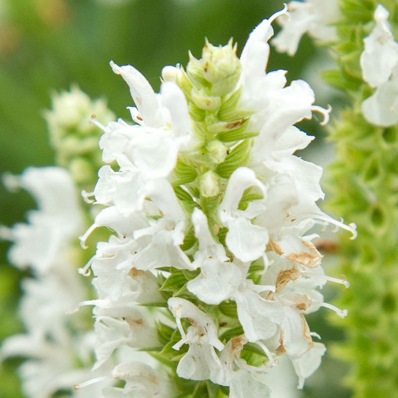Salvia nemorosa Salute White - Steppen-Salbei (Flowering)