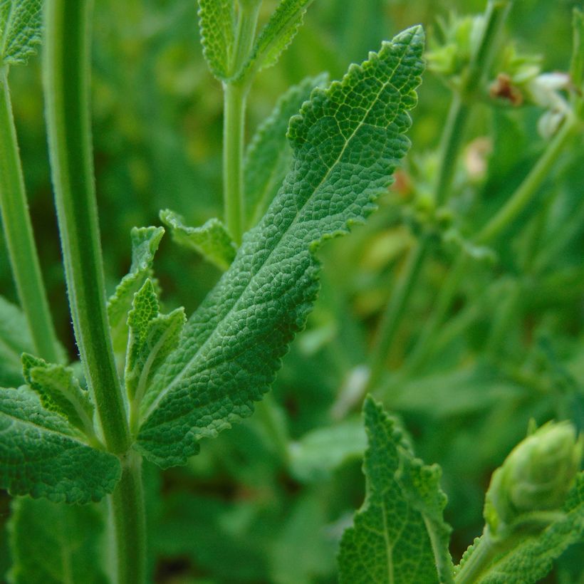Salvia nemorosa Schneehügel - Steppen-Salbei (Foliage)