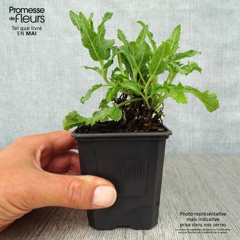 Exemplar von Salvia nemorosa Schneehügel - Steppen-Salbei Kleine Töpfe von 8/9 cm wie im Frühjahr geliefert