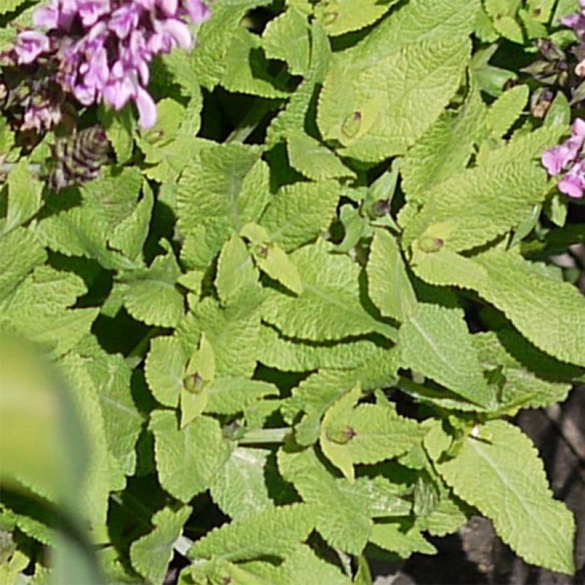 Salvia nemorosa Sensation Rose - Steppen-Salbei (Foliage)