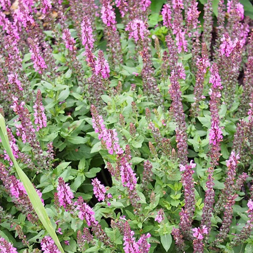 Salvia nemorosa Sensation Rose - Steppen-Salbei (Flowering)