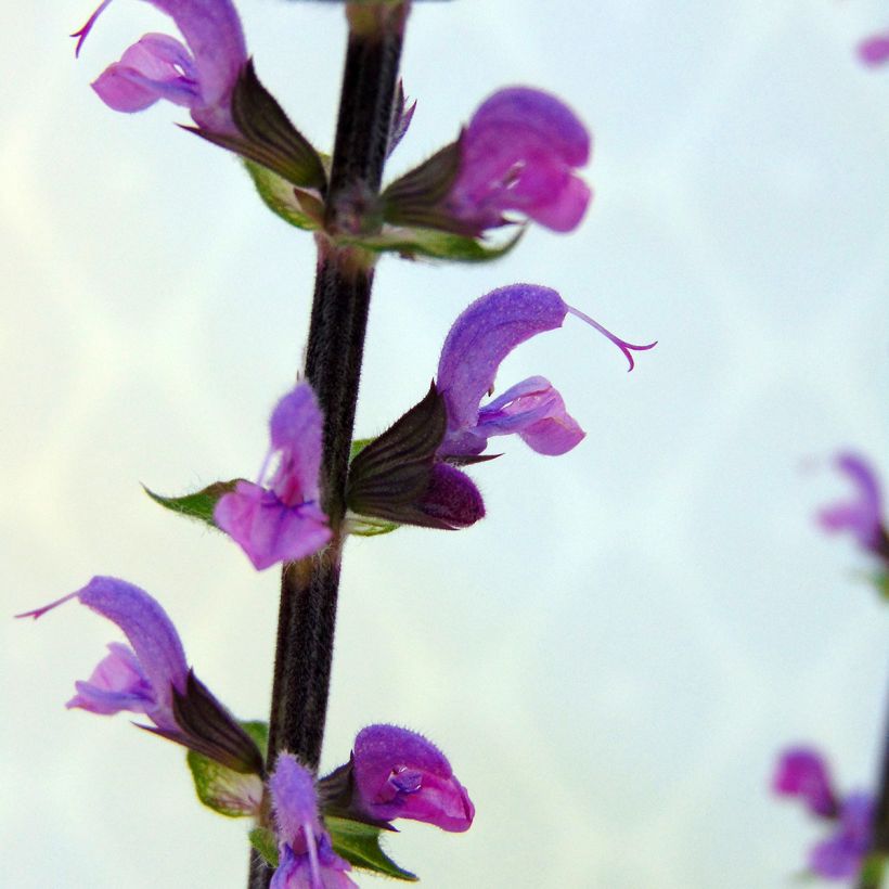 Salvia nemorosa Serenade - Steppen-Salbei (Flowering)