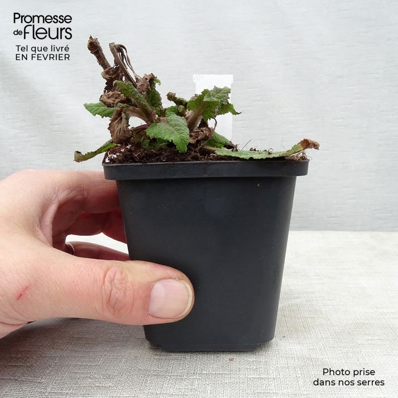 Exemplar von Salvia nemorosa Serenade - Steppen-Salbei Kleine Töpfe von 8/9 cm wie im Winter geliefert