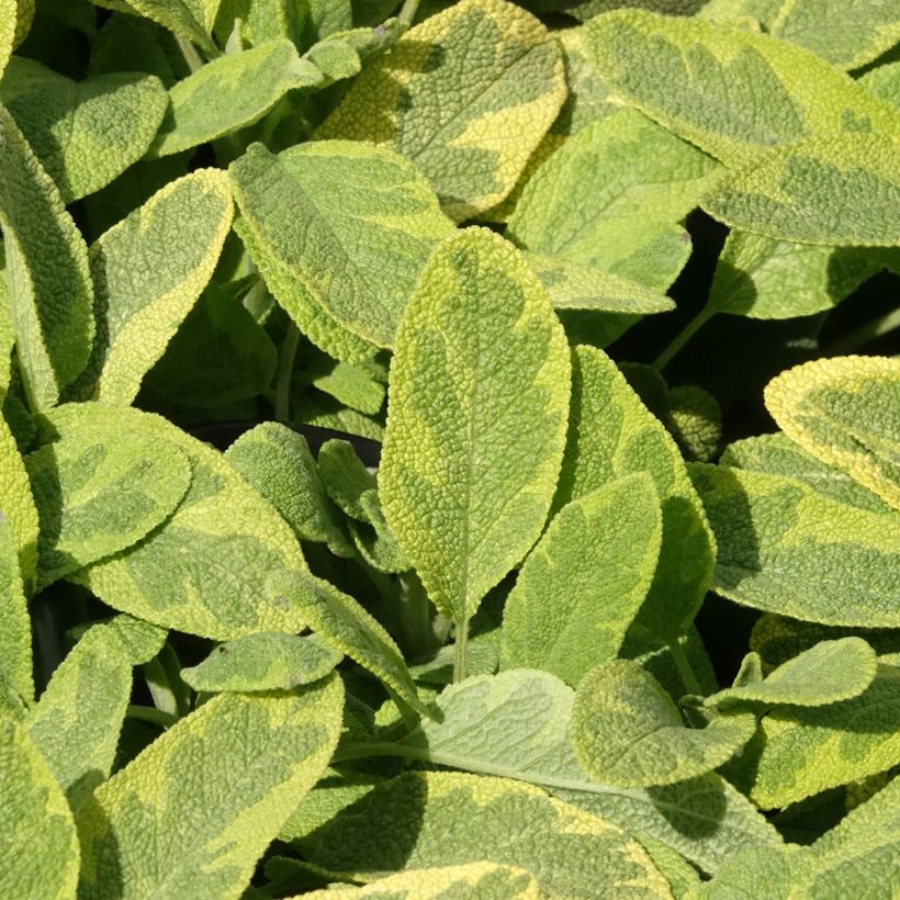 Echter Salbei Aurea - Salvia officinalis (Laub)