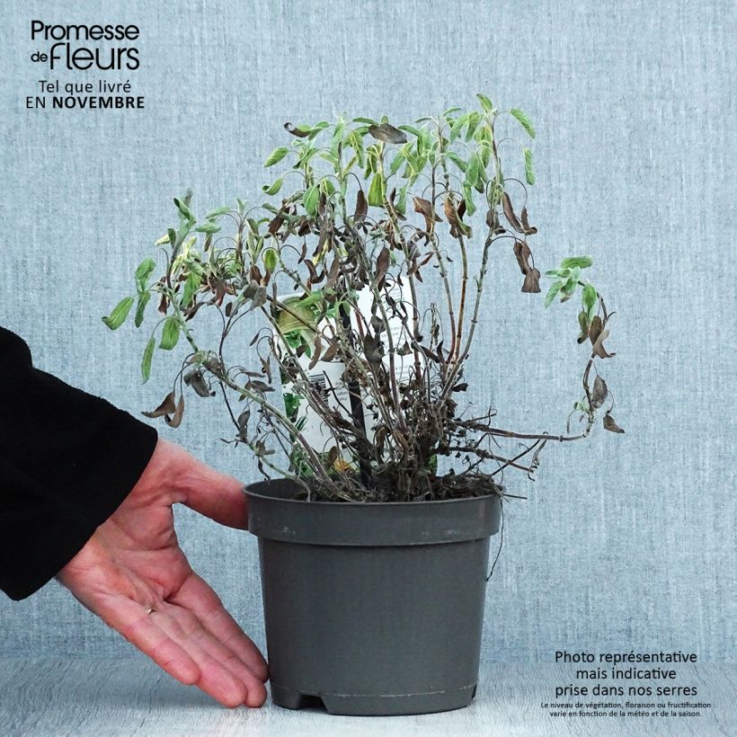 Example of Echter Salbei Icterina - Salvia officinalis Topf mit 1,5L/2L as you get in automne