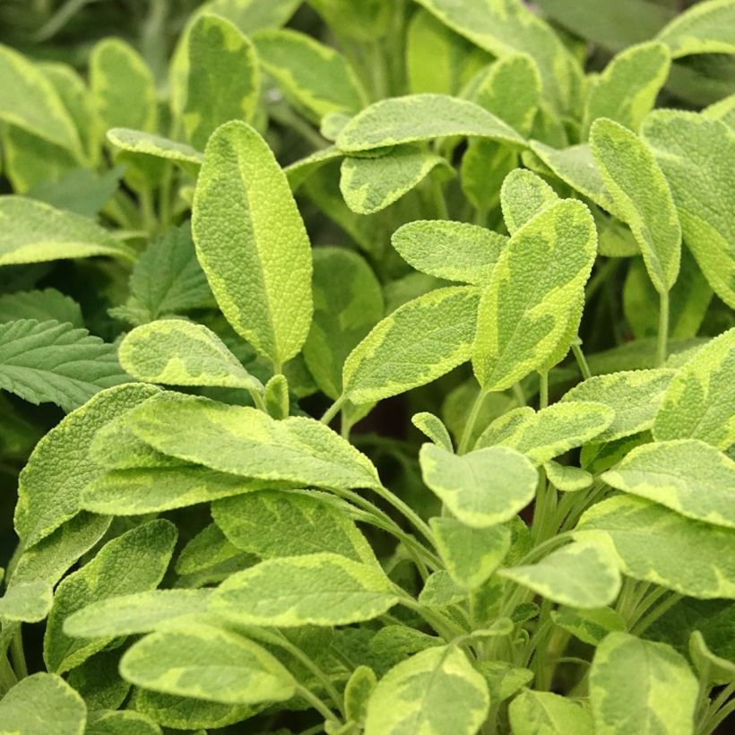 Echter Salbei Icterina - Salvia officinalis (Laub)