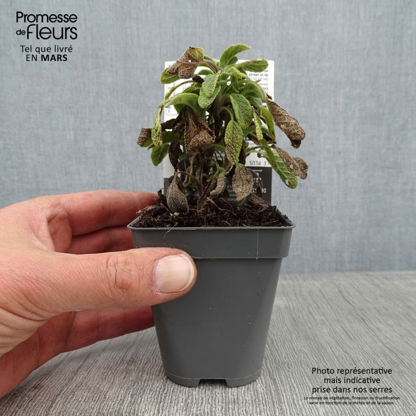 Exemplar von Echter Salbei Icterina - Salvia officinalis Kleine Töpfe von 8/9 cm wie im Winter geliefert