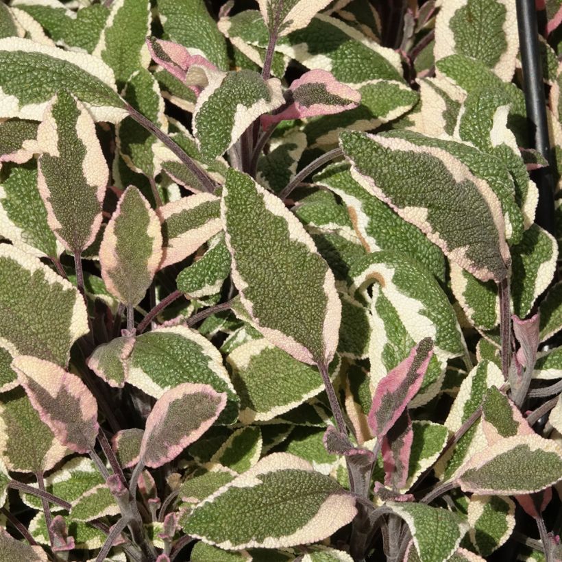 Echter Salbei Tricolor - Salvia officinalis (Laub)