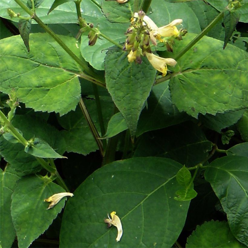 Salvia omeiana - Omei-Salbei (Foliage)