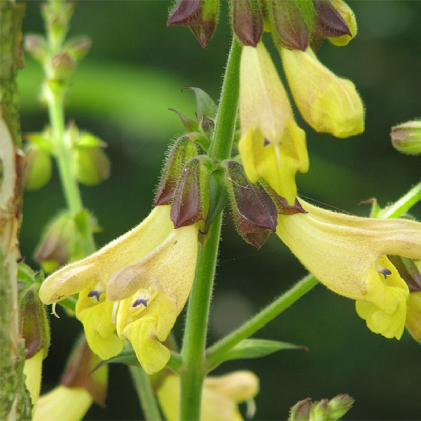 Salvia omeiana - Omei-Salbei (Flowering)