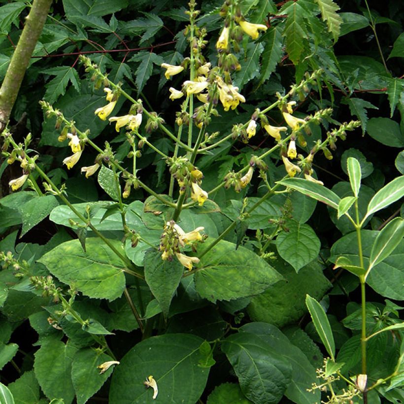 Salvia omeiana - Omei-Salbei (Plant habit)