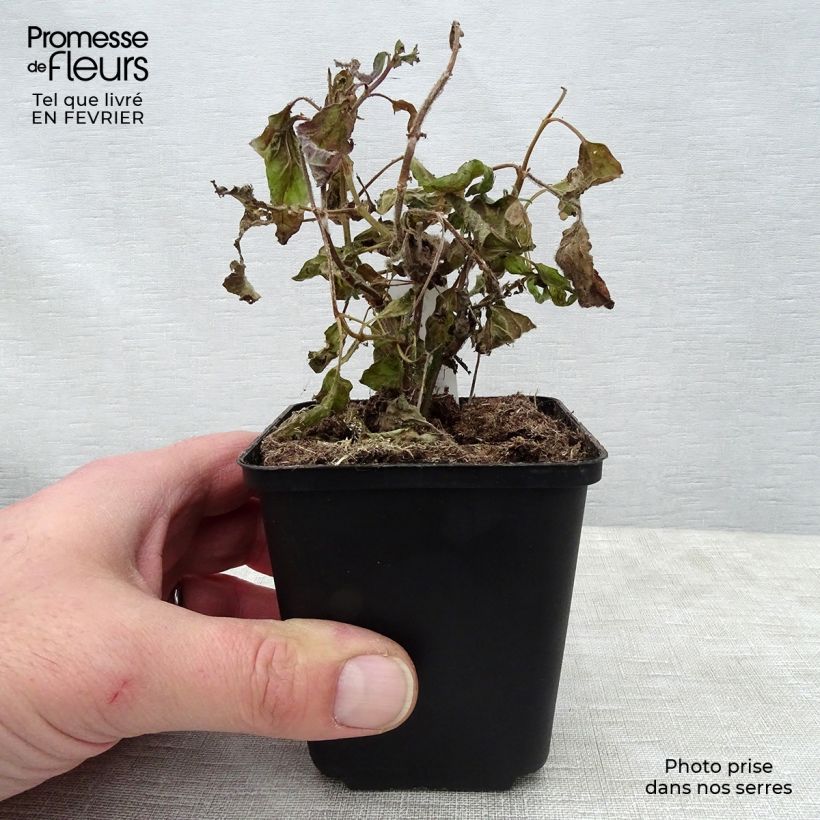 Example of Salbei White Trophy - Salvia patens Kleine Töpfe von 8/9 cm as you get in hiver