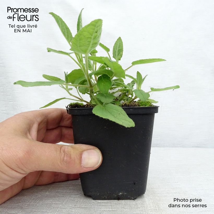 Exemplar von Salbei White Trophy - Salvia patens Kleine Töpfe von 8/9 cm wie im Frühjahr geliefert