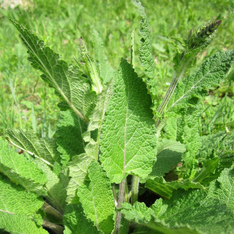 Salvia pratensis - Wiesensalbei (Foliage)