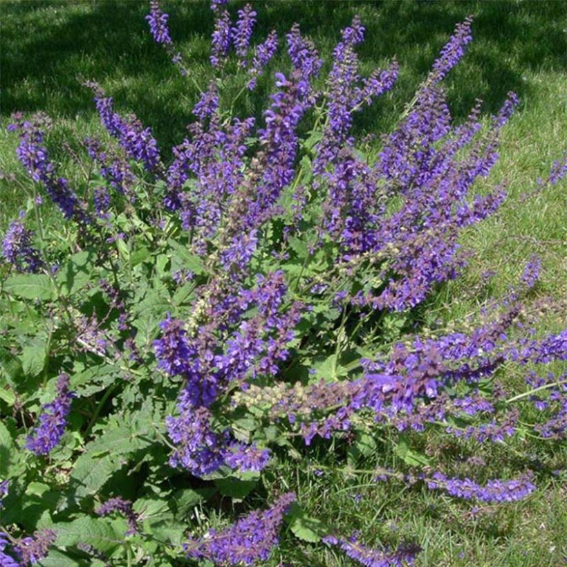 Salvia pratensis - Wiesensalbei (Flowering)