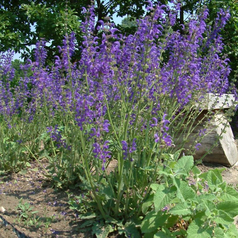 Salvia pratensis - Wiesensalbei (Plant habit)