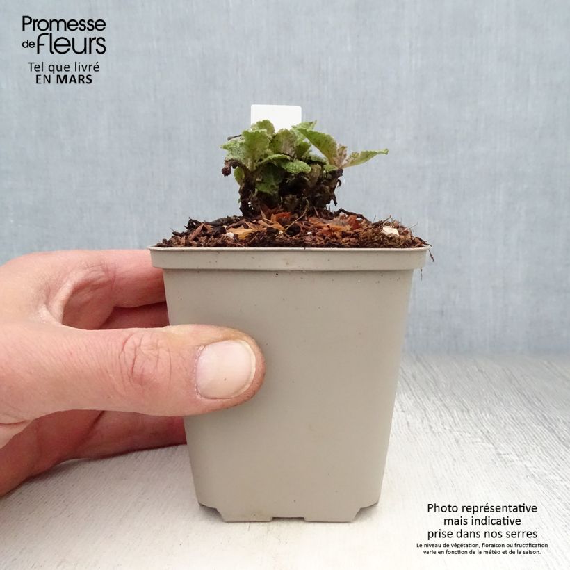 Exemplar von Salvia pratensis Eveline - Wiesensalbei Kleine Töpfe von 8/9 cm wie im Frühjahr geliefert