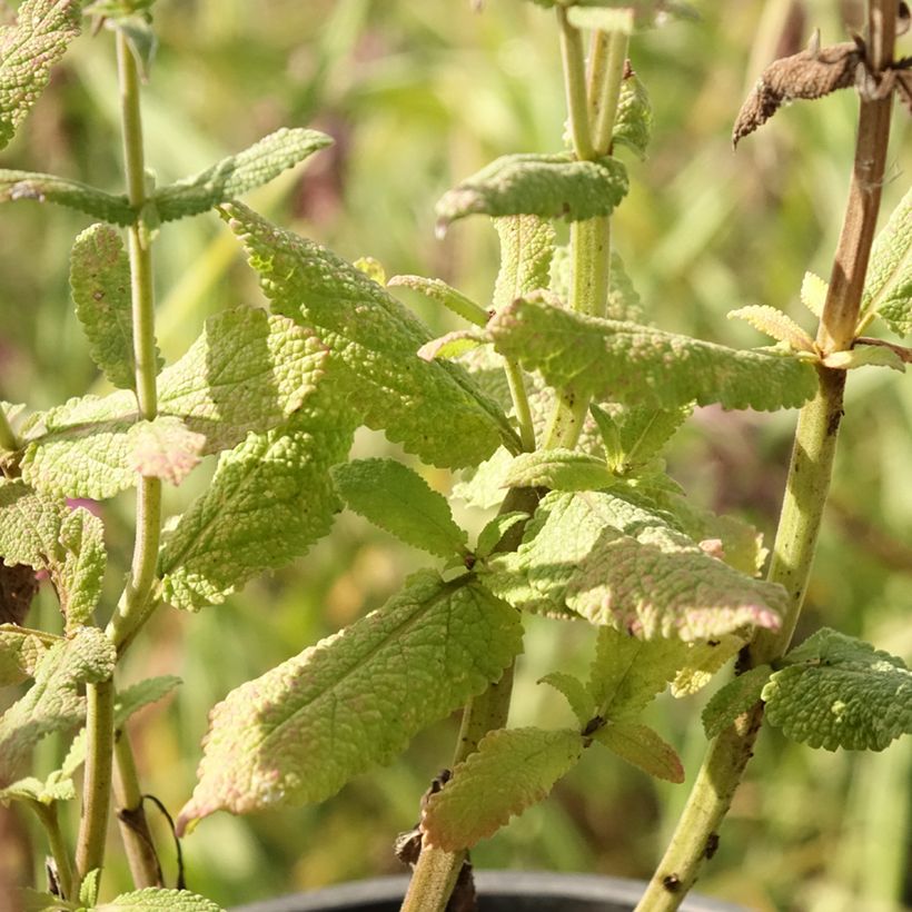 Salvia pratensis Lyrical Blues - Wiesensalbei (Foliage)