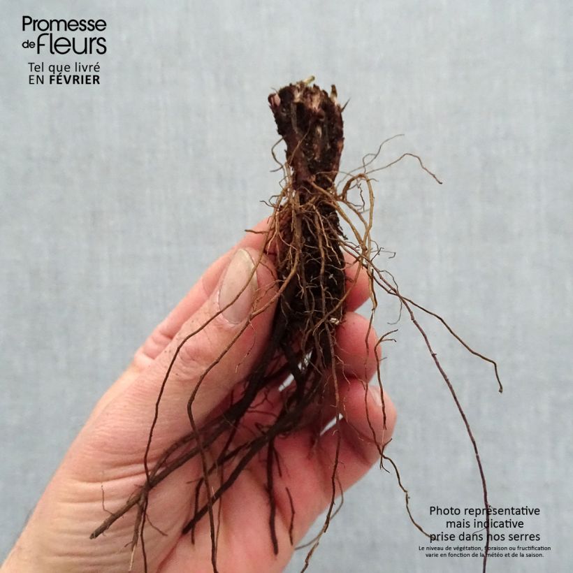 Example of Salvia pratensis Lyrical Blues - Wiesensalbei Wurzelnackt as you get in hiver