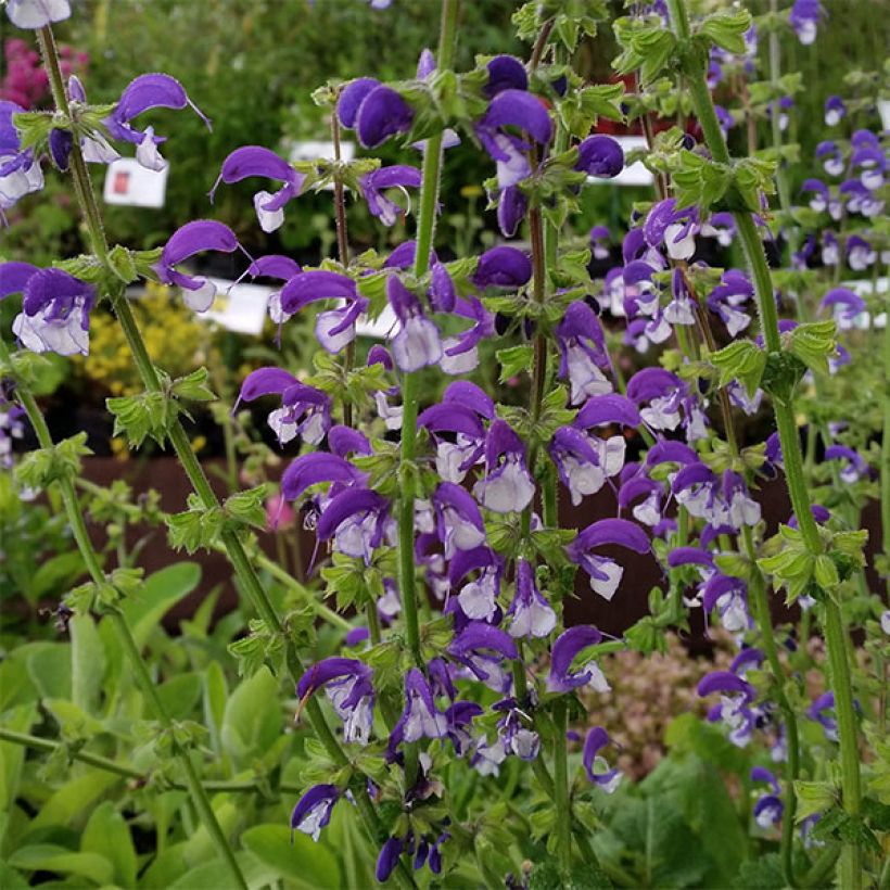Salvia pratensis Madeline - Wiesensalbei (Flowering)
