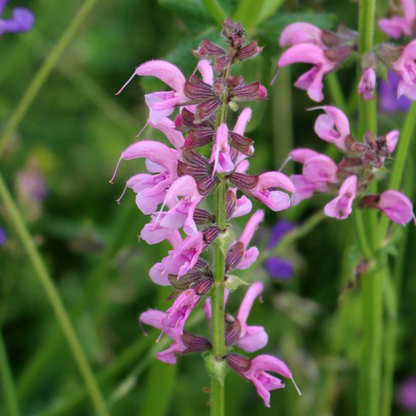 Salvia pratensis Rose Rhapsody - Wiesensalbei (Flowering)