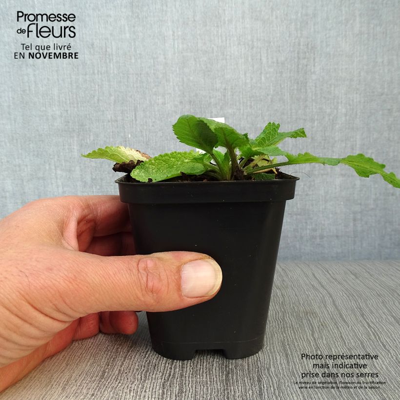 Example of Salvia pratensis - Wiesensalbei Kleine Töpfe von 8/9 cm as you get in automne