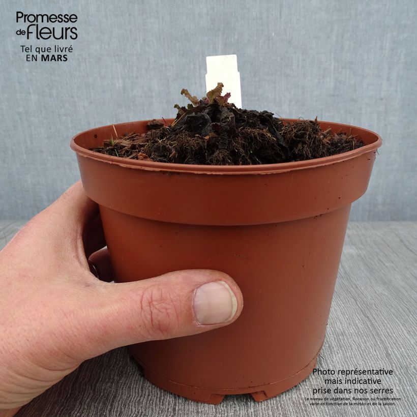 Example of Salvia pratensis - Wiesensalbei Topf mit 2L/3L as you get in hiver