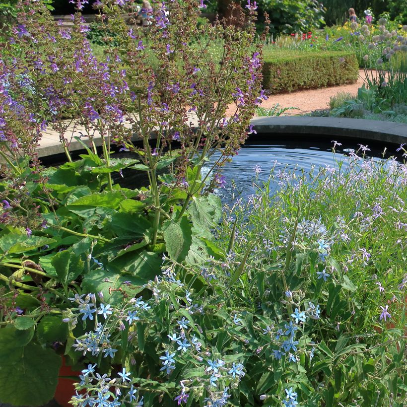 Salvia pratensis Sky Dance - Wiesensalbei (Plant habit)