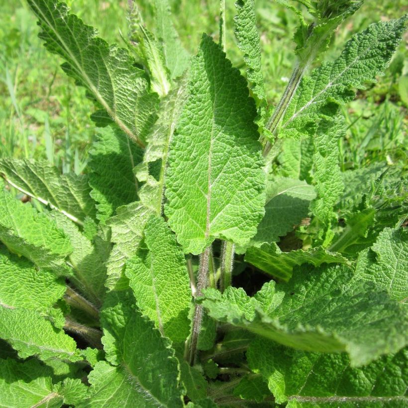 Salvia pratensis Sweet Esmeralda - Wiesensalbei (Foliage)