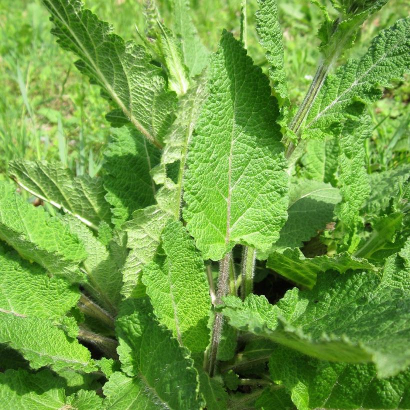Salvia pratensis Twilight Serenade - Wiesensalbei (Foliage)