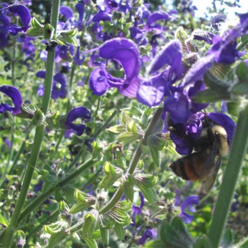 Salvia pratensis Twilight Serenade - Wiesensalbei (Flowering)